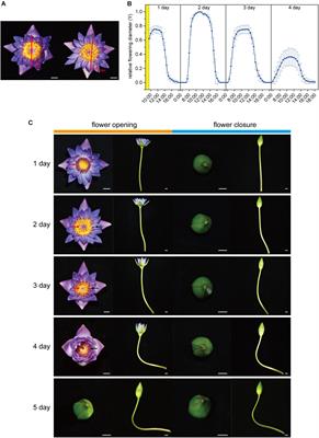 Transcriptome Analysis Reveals the Senescence Process Controlling the Flower Opening and Closure Rhythm in the Waterlilies (Nymphaea L.)